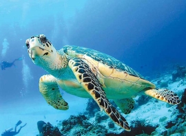 Картинки по запросу морські черепахи